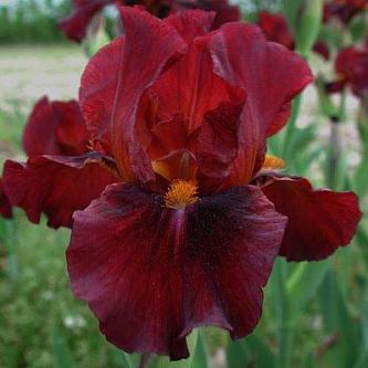 Iris Germanskij Red Zinger Red Zinger Kupit Po Cene 290 00 Rub Rub V Moskve V Pitomnike Rastenij Yuzhnyj