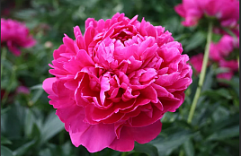 Пион молочноцветковый 'Феликс Суприм' (темно-розовый)