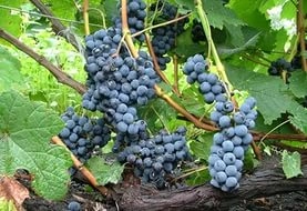 Виноград 'Альфа'
