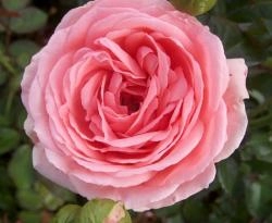 Роза 'Кимоно' (флорибунда) (розовая)