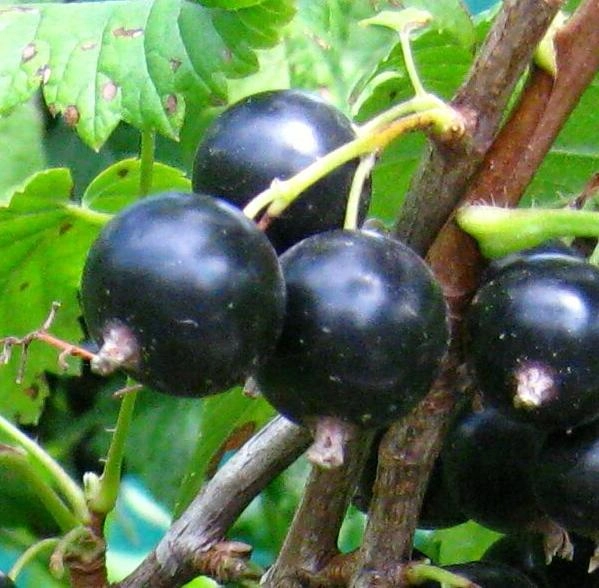 Смородина черная 'Сеянец голубки'