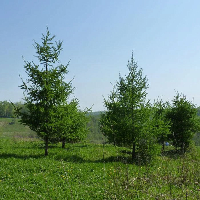 Шишки лиственницы купить