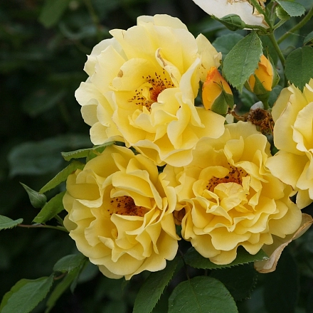 Роза 'Голден Гейт' (плетистая) (желтая)