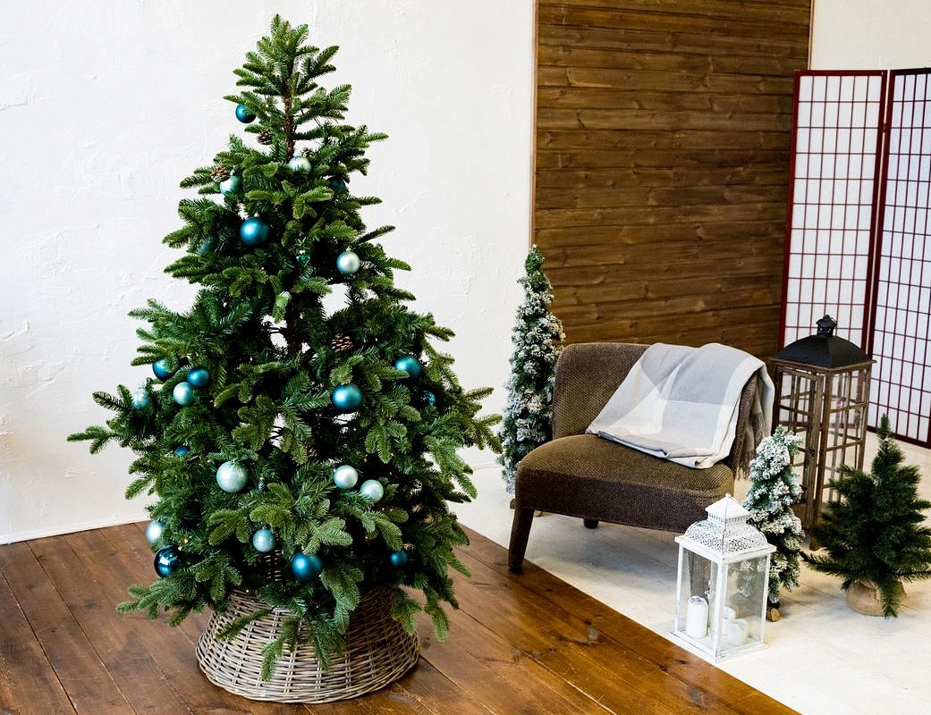Елка, сосна и пихта: в чем разница и как выбрать новогоднее дерево?