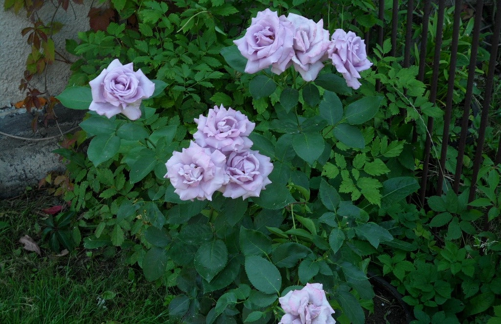 Роза 'Индиголета' (плетистая) (фиолетовая светлая)