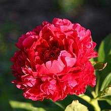 Пион Кэрол (Carol)
