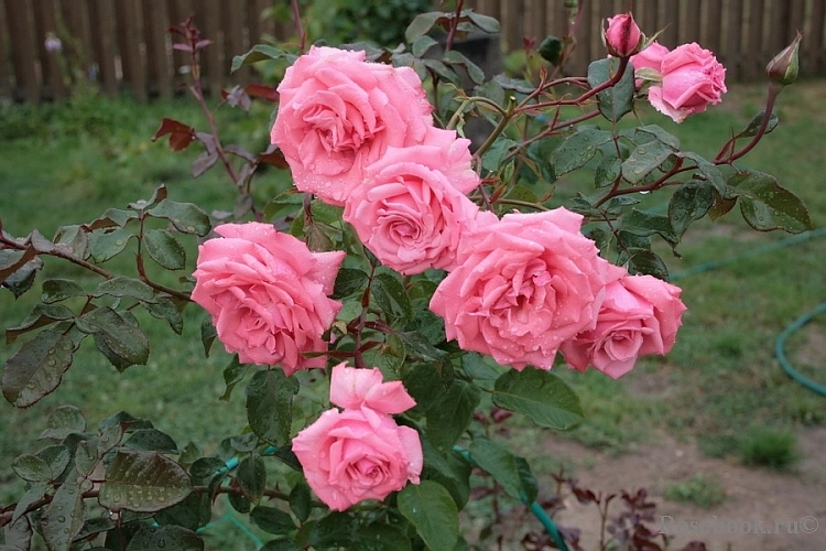 Роза 'Рамира' (плетистая) (розовая)