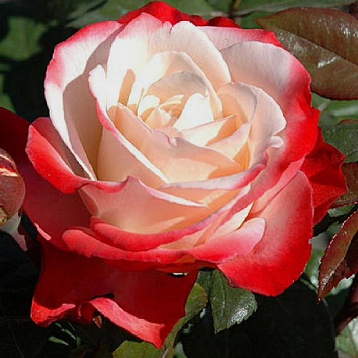 Роза 'Ностальжи' (чайно- гибридная) (бело - красная)