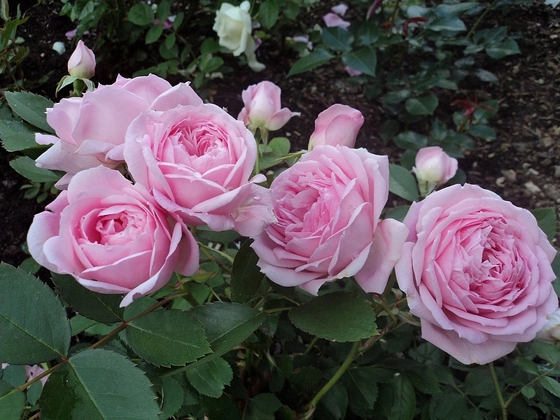Роза 'Прейри Джой' (парковая, шраб) (розовая)