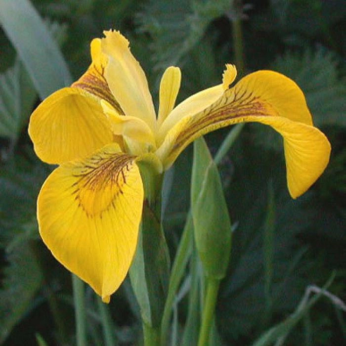 Ирис пестрый ( (Iris versicolor) AGRO4810