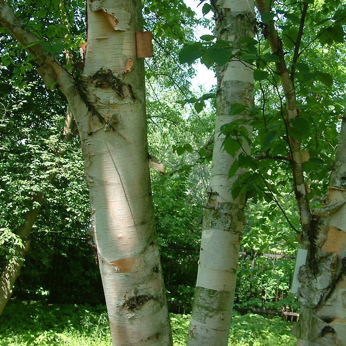 Березы в ландшафтном дизайне