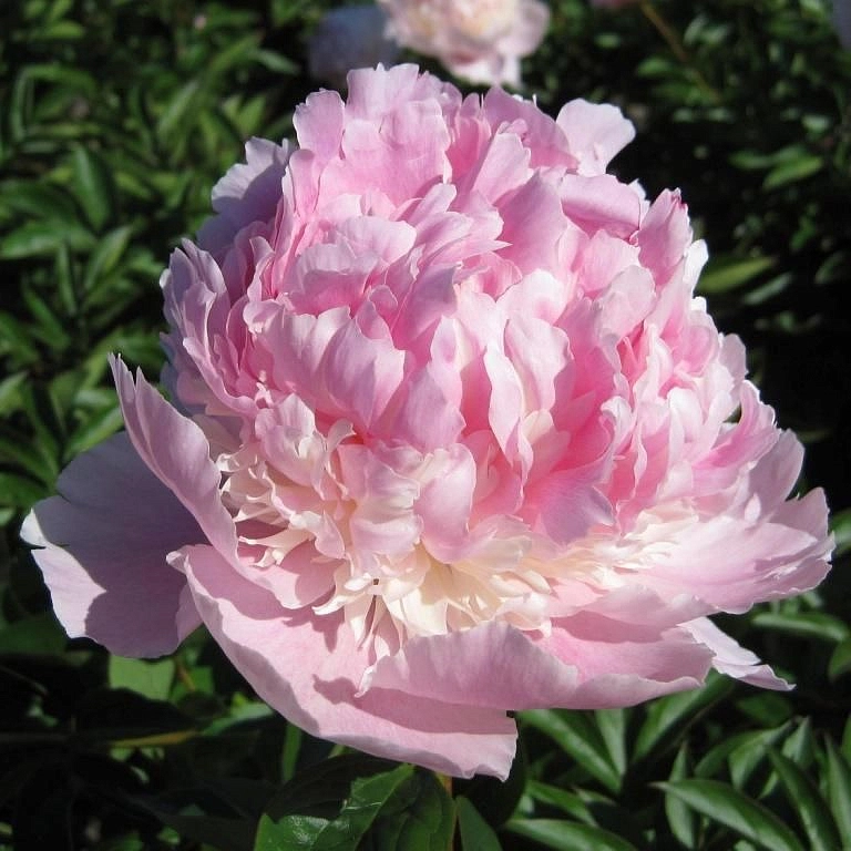 Пион молочноцветковый 'Энджел Чикс' (светло розовый)