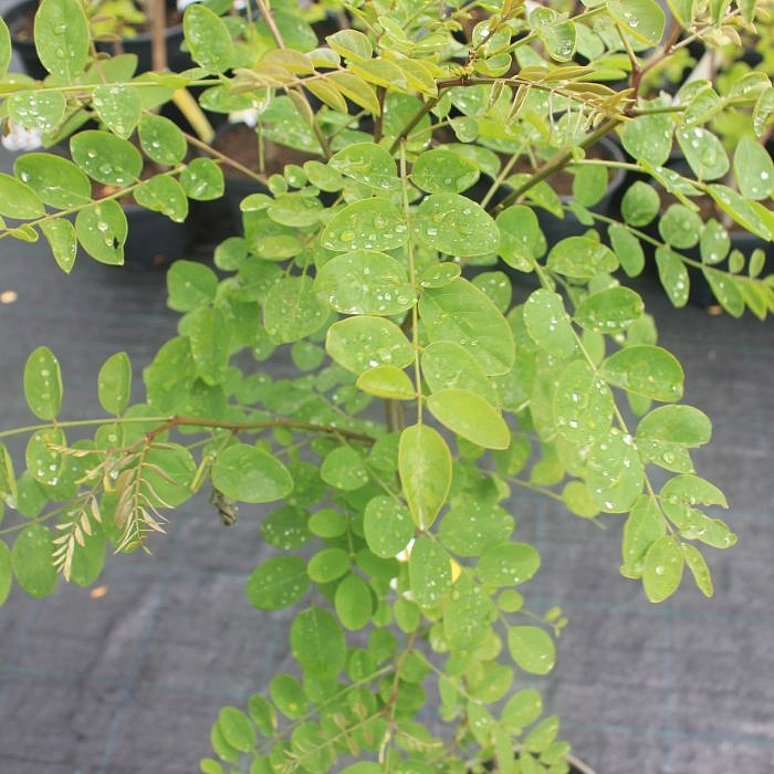 Robinia pseudoacacia рисунок