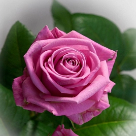 Роза 'Аква' (чайно-гибридная) (розово-сиреневая)