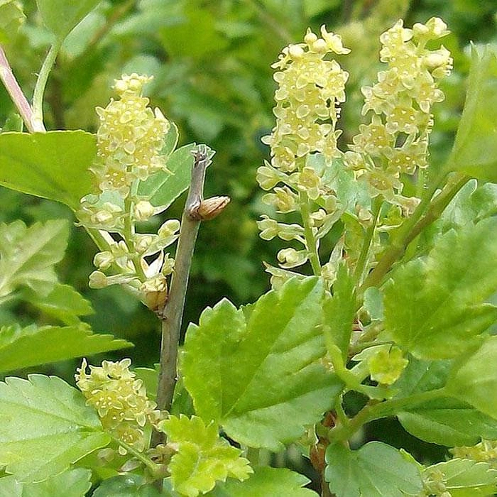 Смородина Альпийская ribes alpinum