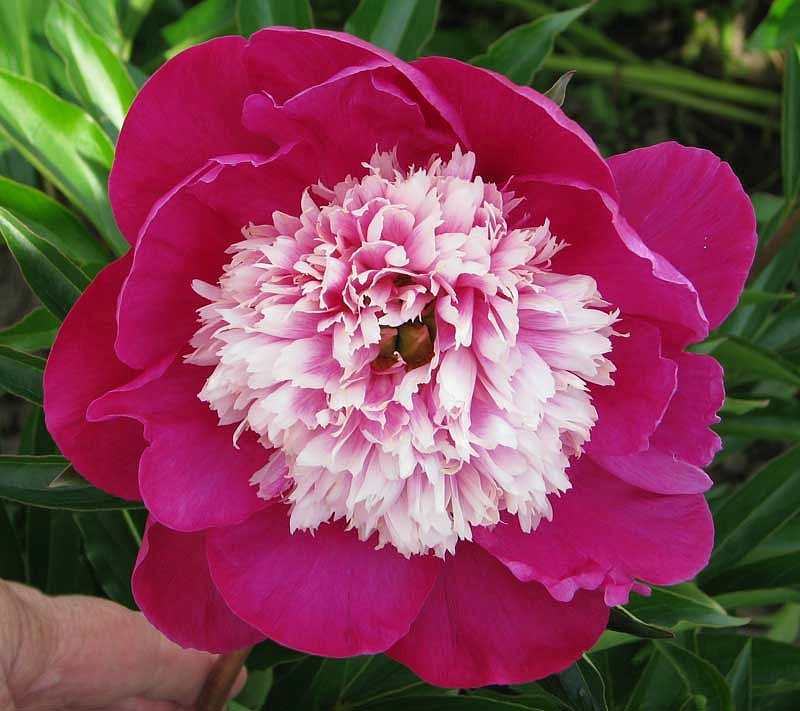 Пион молочноцветковый 'Уайт Кэп' (розовый с белым анемоноцветный)