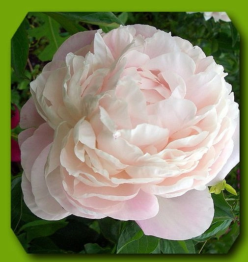 Пион молочноцветковый 'Баронесса Шредер' (кремово розовый с белым)