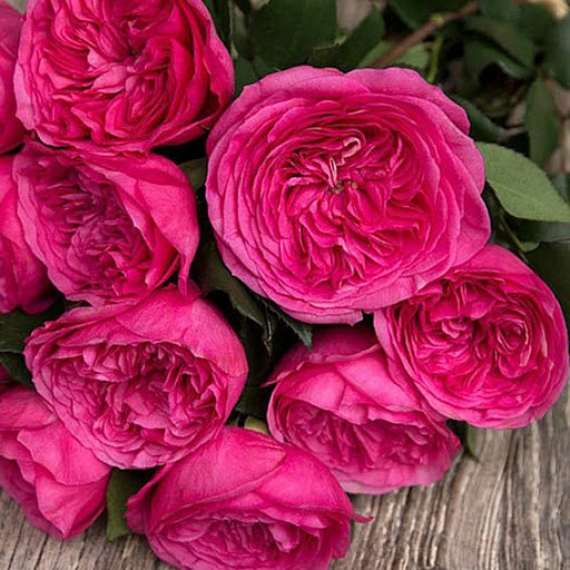 Роза 'Баронесса' (флорибунда) (розово - фуксиевый)						
