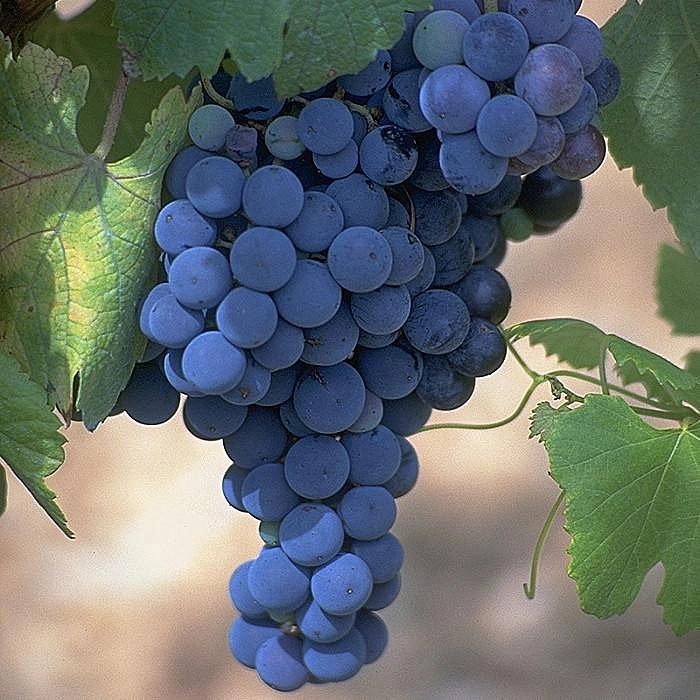 Виноград Неро