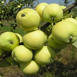 Яблоня карликовая 'Юнга'
