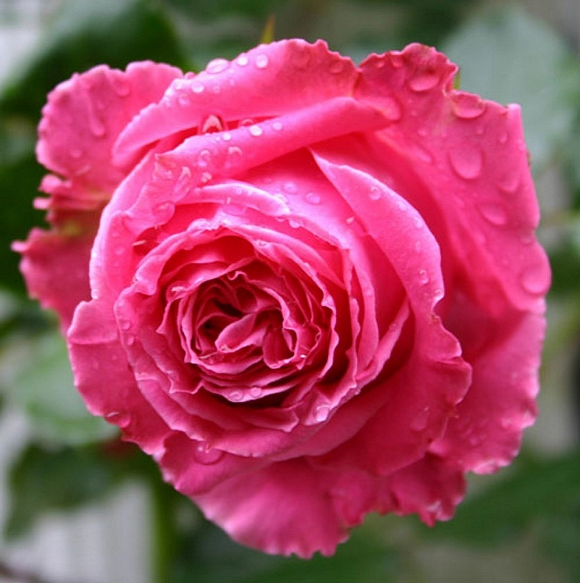 Роза 'Огюст Ренуар' (чайно-гибридная) (розовая)