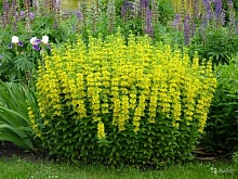 Вербейник точечный (желтый)