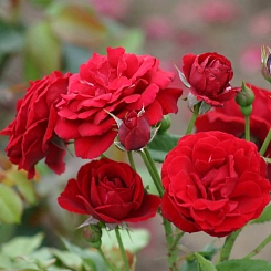 Выращивание розы Микеланджело: особенности сорта, правила посадки и ухода, отзывы - сайт о садоводстве