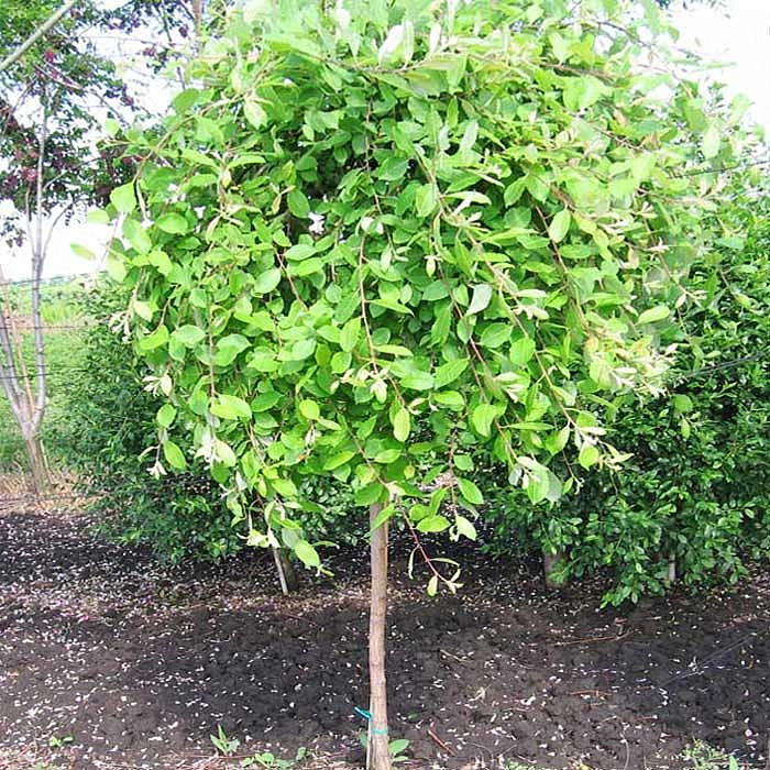 Ива козья Пендула (Salix caprea Pendula) (штамб 120-140 см) С5