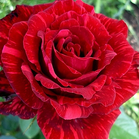 Роза 'Ред Интуишн' (чайно-гибридная) (красная)