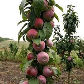 Яблоня колоновидная 'Макинтош Важек'