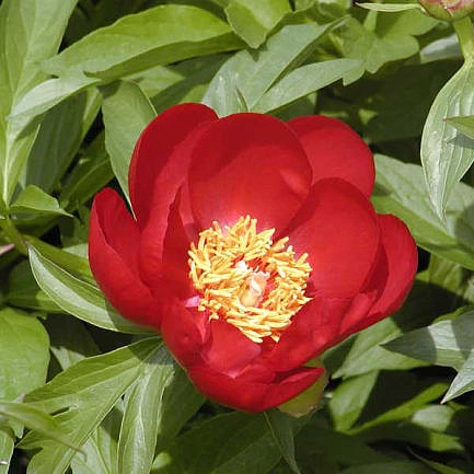 Пион молочноцветковый 'Иллини Вариор' (красный анемоноцветны)