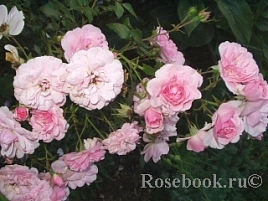 Роза 'Боника 82' (шраб, флорибунда, парковая) (розовая)		