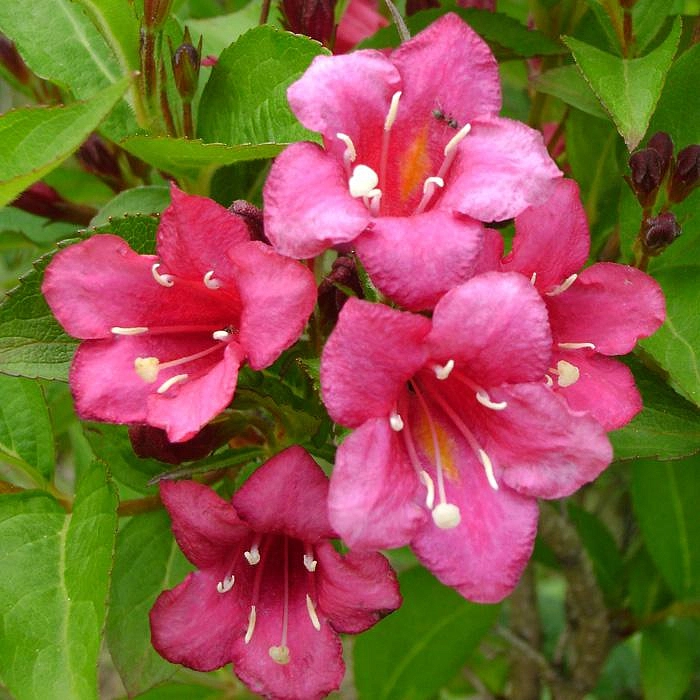 Вейгела цветущая Бристол Руби (Weigela florida Bristol Ruby) С2