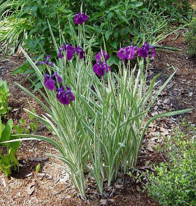 Ирис бородатый (Iris barbata)