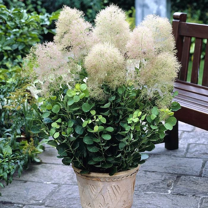 Скумпия янг леди. Скумпия. Cotinus coggýgria. Cotinus coggygria young Lady. Cotinus coggygria young Lady PBR.