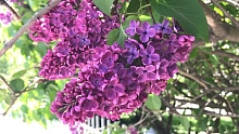 Сирень обыкновенная 'Жди меня' (лиловая)