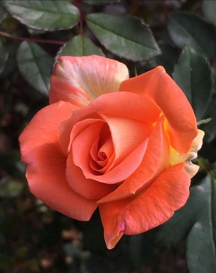 Роза 'Луи дэ Фюнес' (чайно-гибридная) (оранжевая)