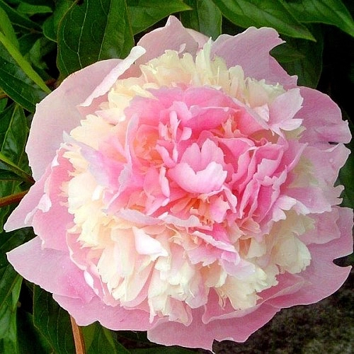 Пион молочноцветковый 'Ангел Чикс' (розовый с белым)