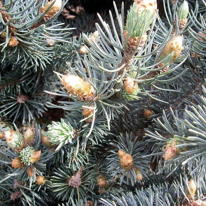 Ель колючая Глаука Глобоза (Glauca Globosa)