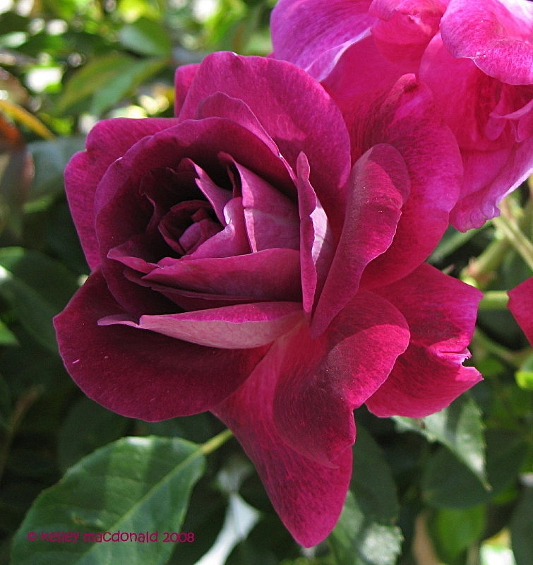 Роза 'Бургунд' (чайно-гибридная) (пурпурно - фиолетовая)