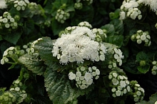 Агератум мексиканский (белый)