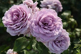 Роза 'Новалис' (флорибунда) (фиолетовая)