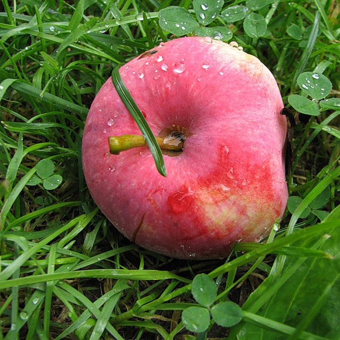 Сорт яблок клубника описание фото