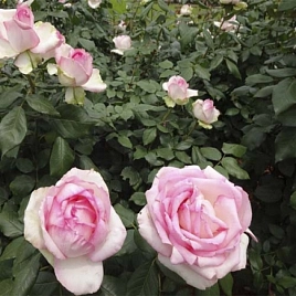 Роза 'Оноре де Бальзак' (чайно-гибридная) (розовая)