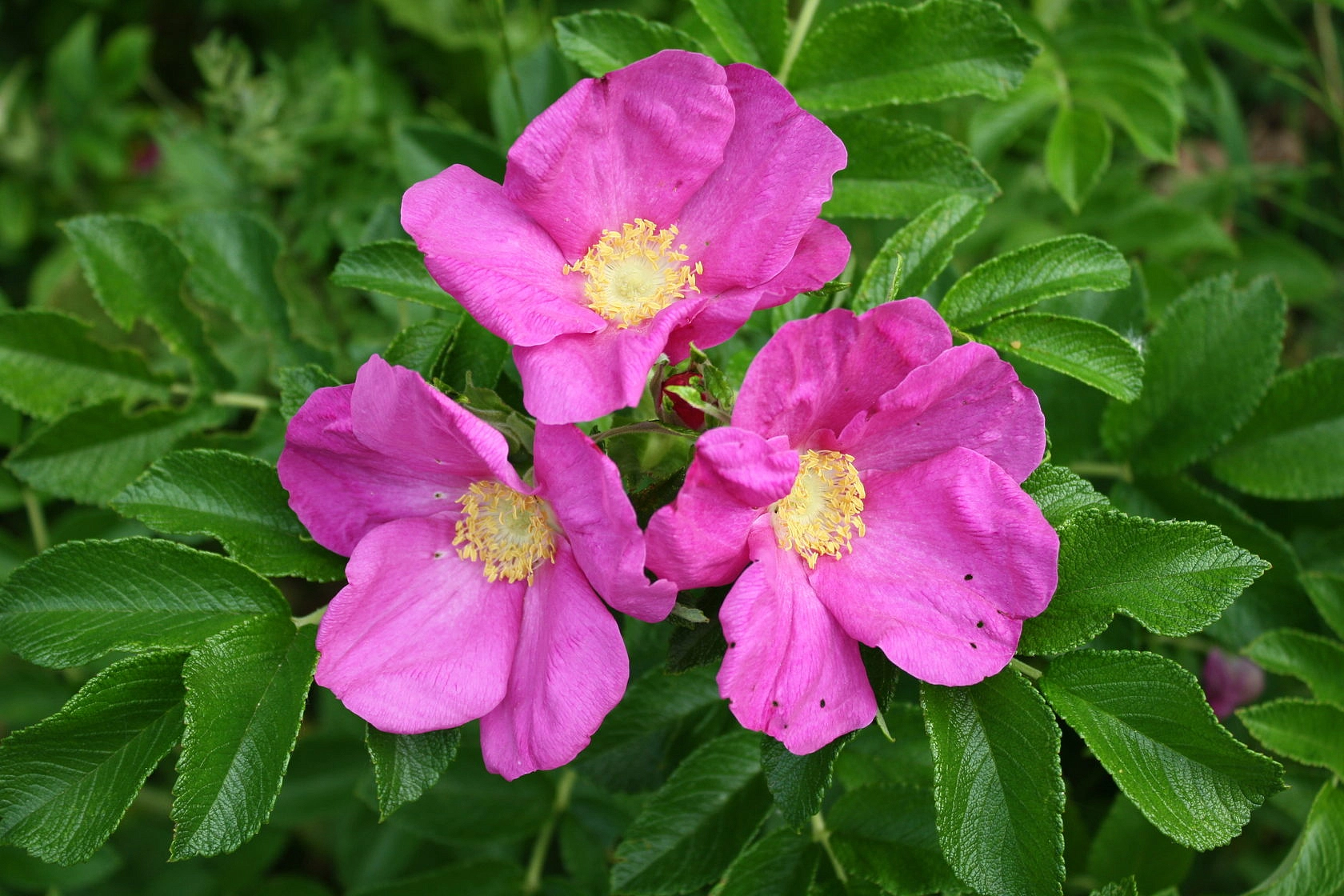 Роза ругоза 'Рубра' (розовый)