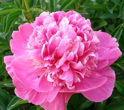 Пион молочноцветковый 'Эдулис Суперба' (розовый)