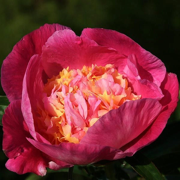 Пион молочноцветковый 'Владислава' (розовый анемоноцветный)
