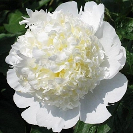 Пион молочноцветковый 'Брайдл Шауер' (белый)
