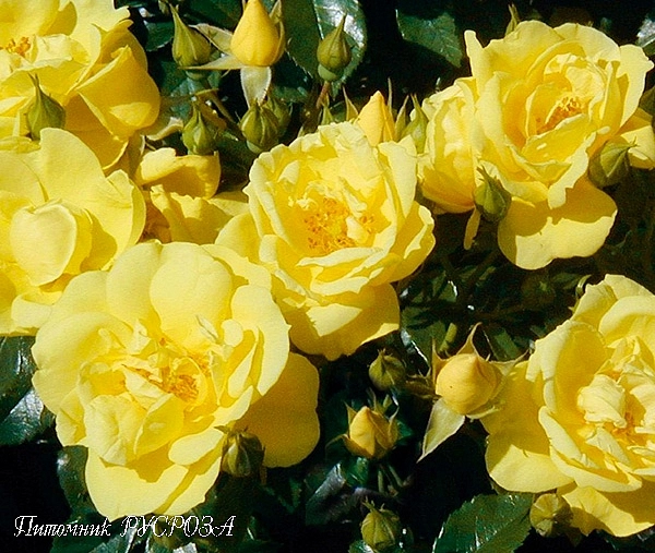 Роза 'Лоредо' (почвопокровная) (желтая)
