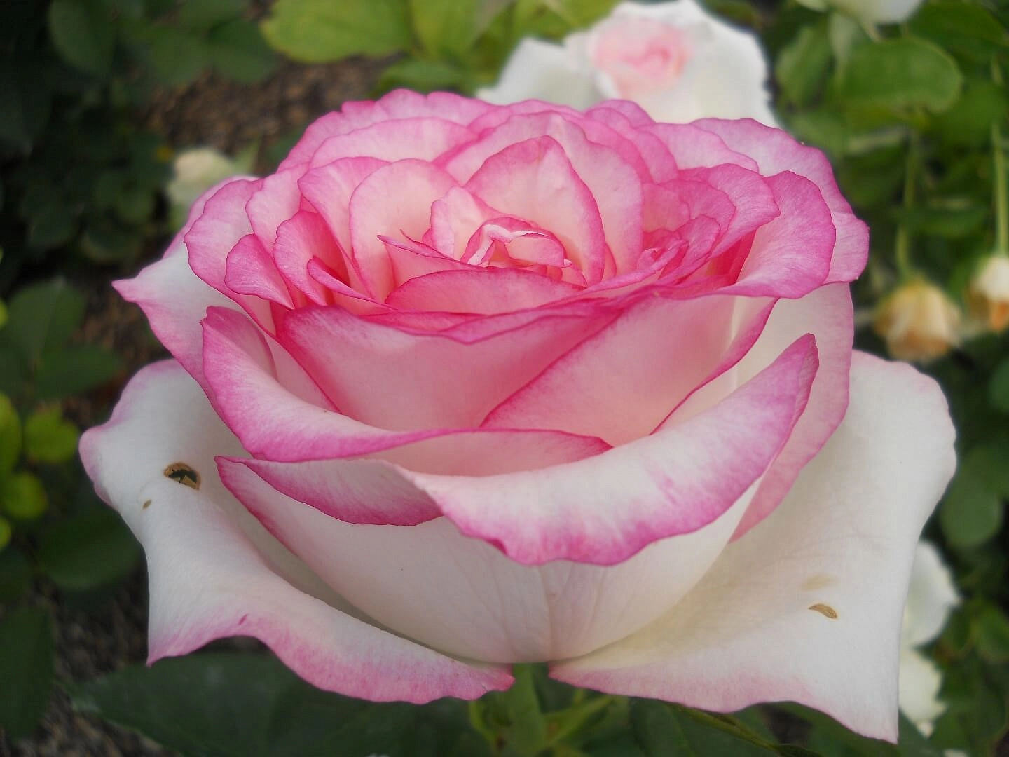 Роза 'Дольче Вита' (чайно-гибридная) (белая с розовым)